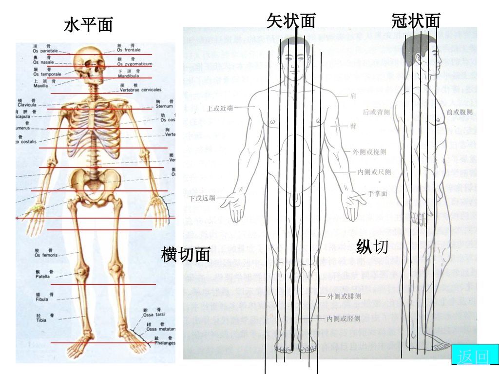 正中矢状面:将人体纵切为左,右完全等分的两半.